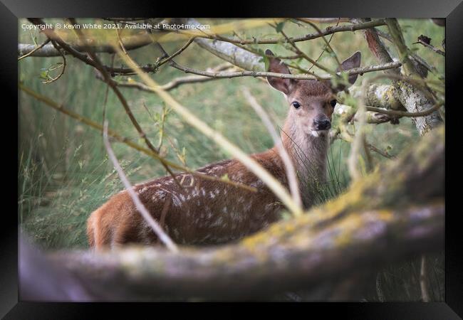 Fawn hiding Framed Print by Kevin White