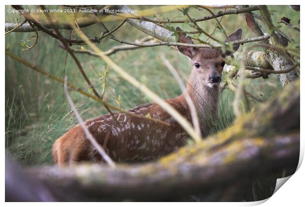 Fawn hiding Print by Kevin White