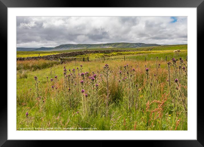 Widdybank Thistles Framed Mounted Print by Richard Laidler