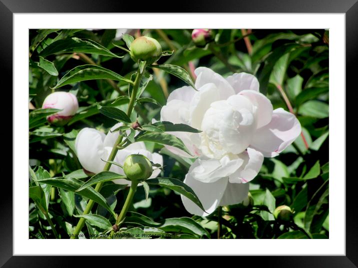 White Peony Framed Mounted Print by Stephanie Moore