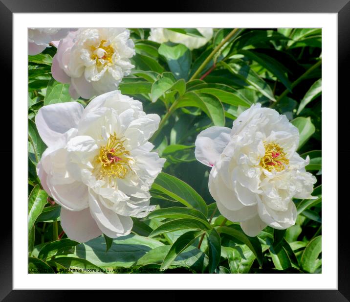 White Peonies Framed Mounted Print by Stephanie Moore