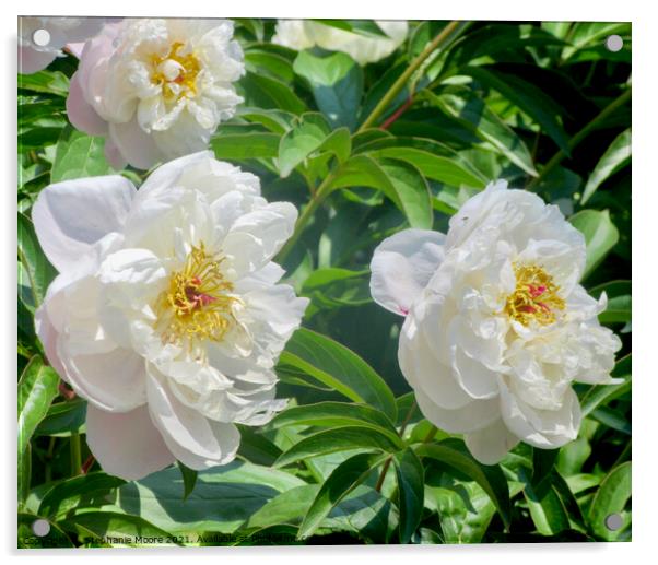 White Peonies Acrylic by Stephanie Moore