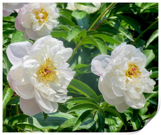 White Peonies Print by Stephanie Moore