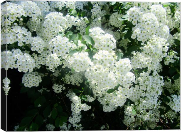 White flowers Canvas Print by Stephanie Moore