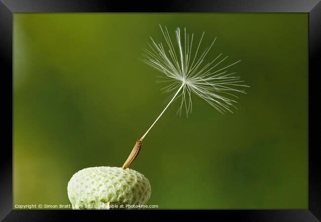 Dandelion head with one seed attached Framed Print by Simon Bratt LRPS
