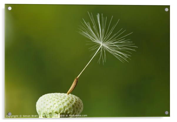 Dandelion head with one seed attached Acrylic by Simon Bratt LRPS