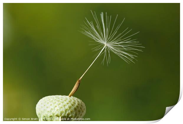 Dandelion head with one seed attached Print by Simon Bratt LRPS