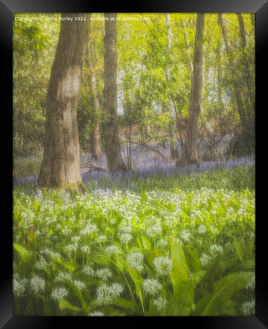 Enchanted Bluebell Forest Framed Print by Aimie Burley