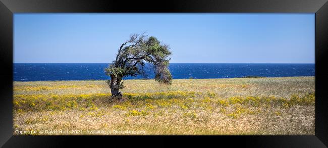 Single Cypriot Tree Framed Print by David Hare
