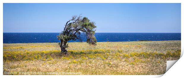 Single Cypriot Tree Print by David Hare