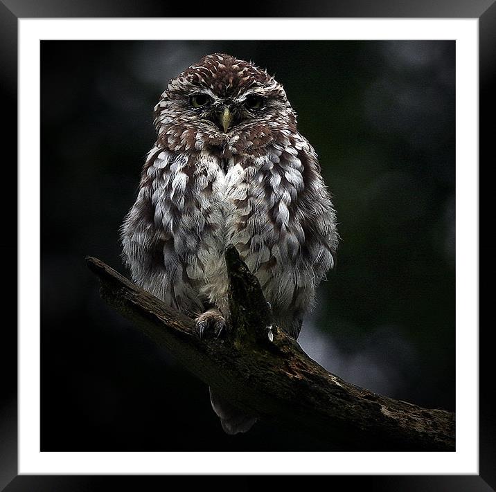 The Little Owl Framed Mounted Print by Trevor White
