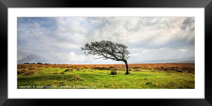 Single tree on Dartmoor Framed Mounted Print by David Hare