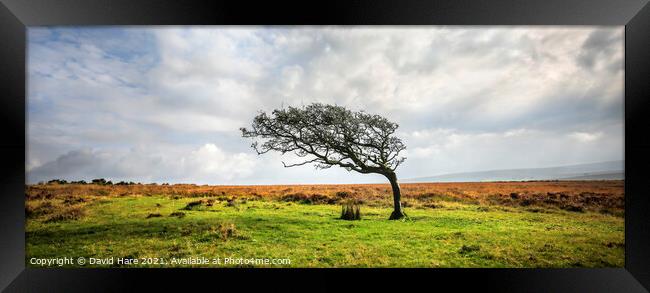 Single tree on Dartmoor Framed Print by David Hare