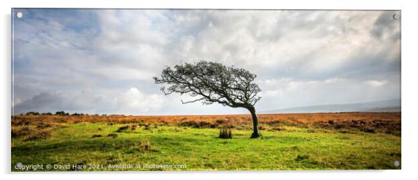 Single tree on Dartmoor Acrylic by David Hare