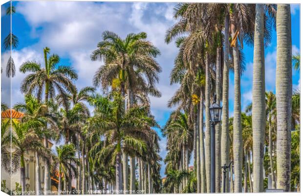 Palm Trees Street Buildings Palm Beach Florida Canvas Print by William Perry