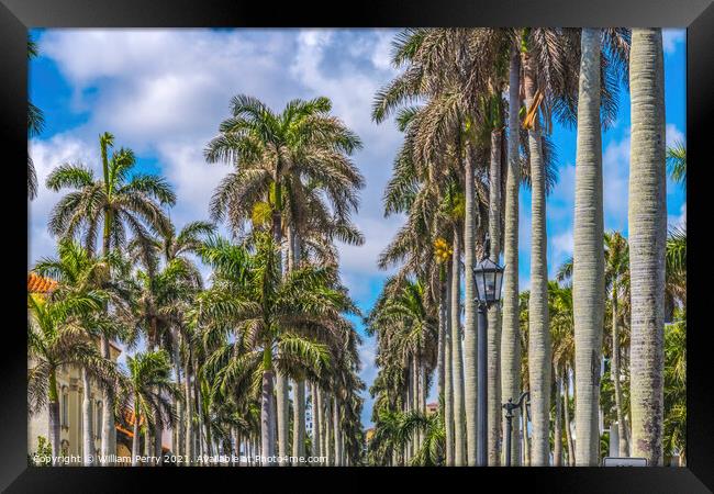 Palm Trees Street Buildings Palm Beach Florida Framed Print by William Perry