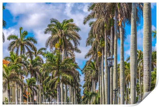 Palm Trees Street Buildings Palm Beach Florida Print by William Perry