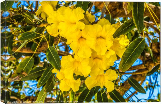 Yellow Tropical Flowers Caribbean Trumpet Tree Palm Beach Florid Canvas Print by William Perry