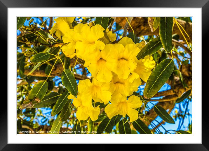 Yellow Tropical Flowers Caribbean Trumpet Tree Palm Beach Florid Framed Mounted Print by William Perry