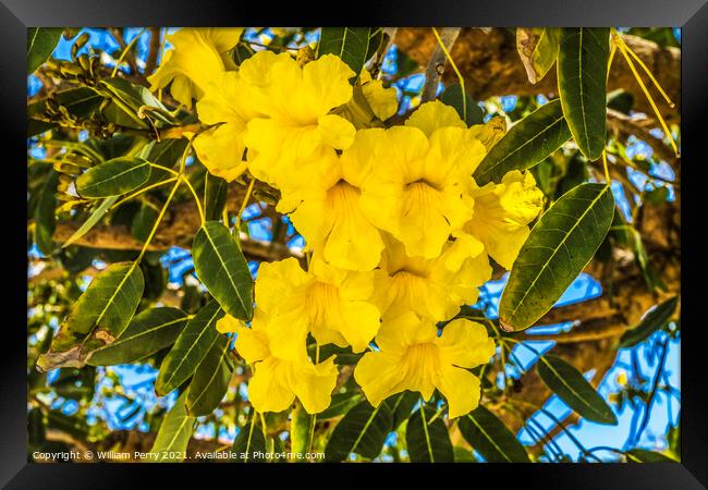 Yellow Tropical Flowers Caribbean Trumpet Tree Palm Beach Florid Framed Print by William Perry