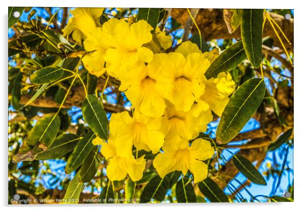 Yellow Tropical Flowers Caribbean Trumpet Tree Palm Beach Florid Acrylic by William Perry