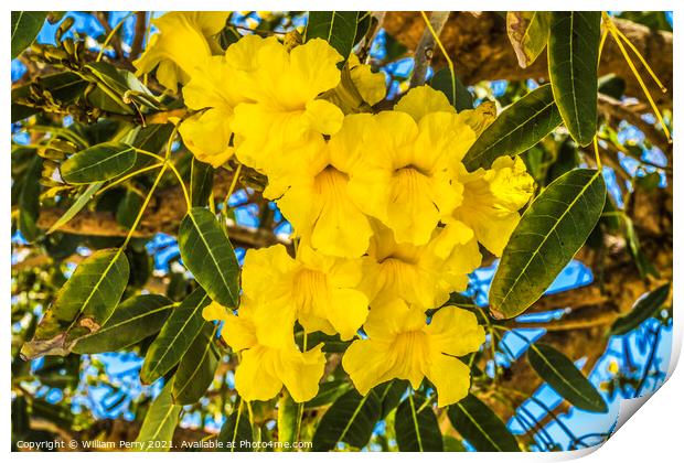 Yellow Tropical Flowers Caribbean Trumpet Tree Palm Beach Florid Print by William Perry