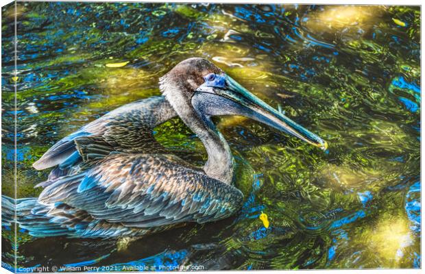 Colorful Brown Pelican Reflection Florida Canvas Print by William Perry