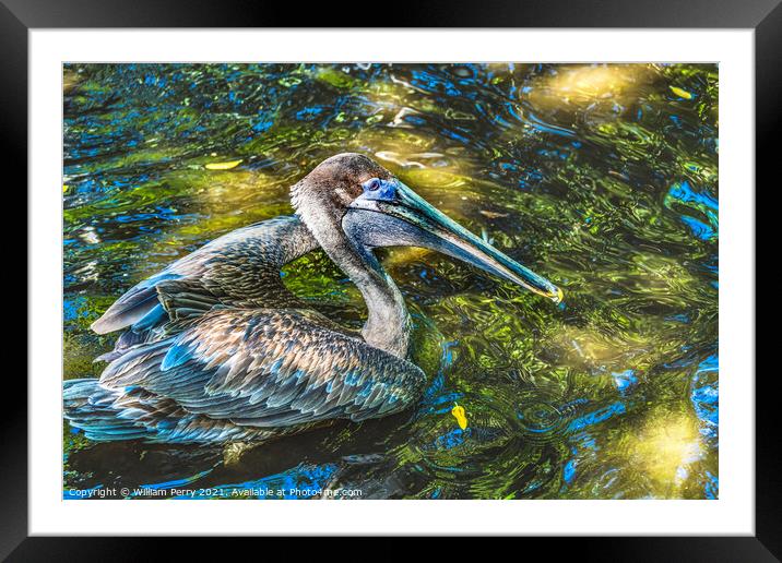 Colorful Brown Pelican Reflection Florida Framed Mounted Print by William Perry