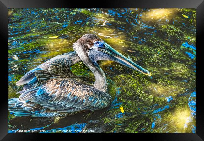 Colorful Brown Pelican Reflection Florida Framed Print by William Perry