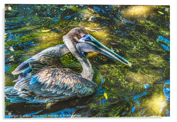 Colorful Brown Pelican Reflection Florida Acrylic by William Perry