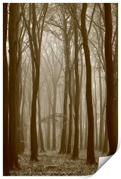 misty woodland Print by Simon Johnson