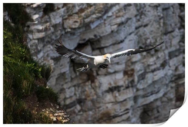 Northern gannet prepares to land Print by Jason Wells