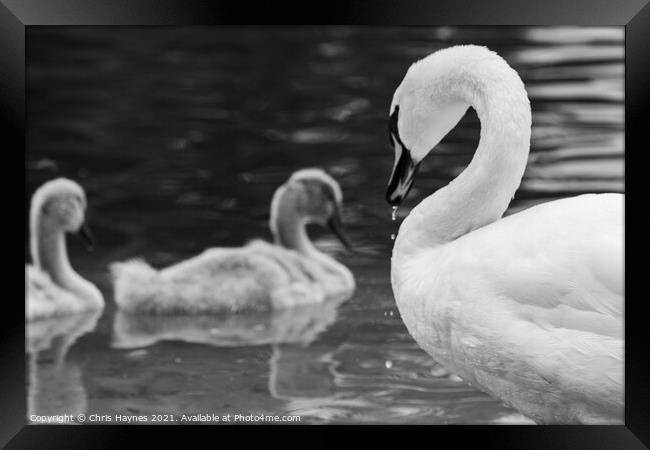 Mother Swan Framed Print by Chris Haynes