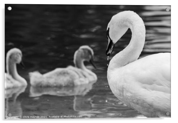 Mother Swan Acrylic by Chris Haynes