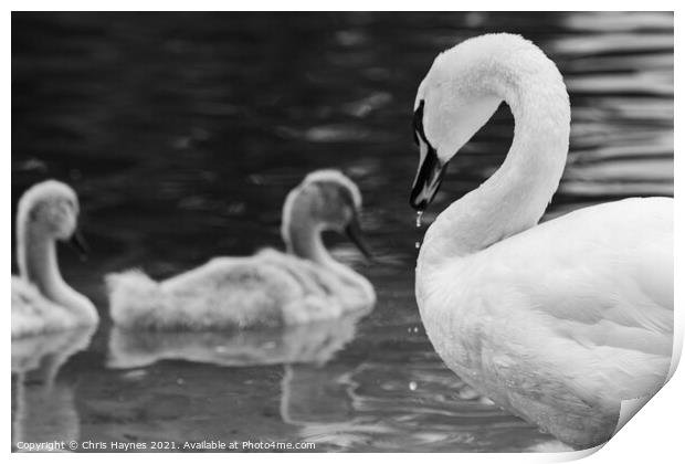 Mother Swan Print by Chris Haynes