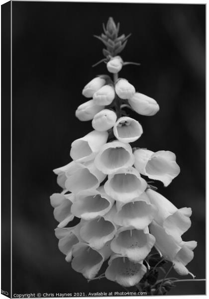 Foxglove in black and white Canvas Print by Chris Haynes