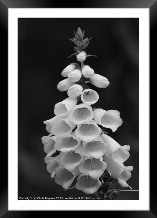 Foxglove in black and white Framed Mounted Print by Chris Haynes