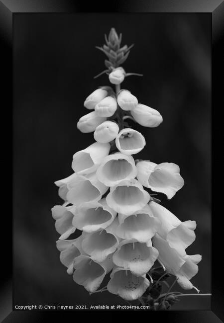 Foxglove in black and white Framed Print by Chris Haynes