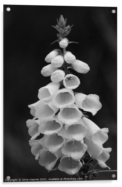 Foxglove in black and white Acrylic by Chris Haynes
