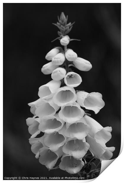 Foxglove in black and white Print by Chris Haynes