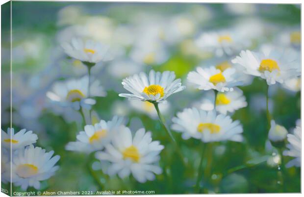 Daisy Daze Canvas Print by Alison Chambers