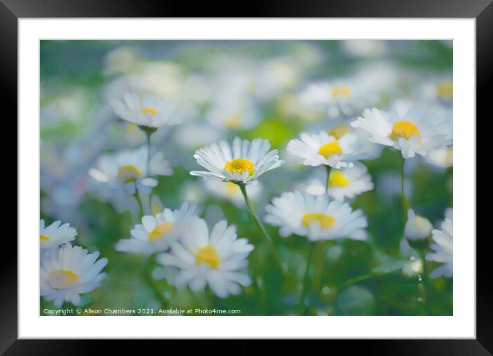 Daisy Daze Framed Mounted Print by Alison Chambers