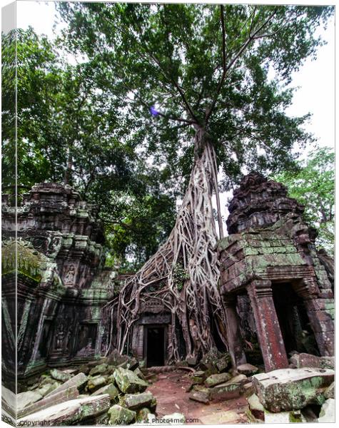 Massive Tree at Angkor, Cambodia Canvas Print by Ian Miller