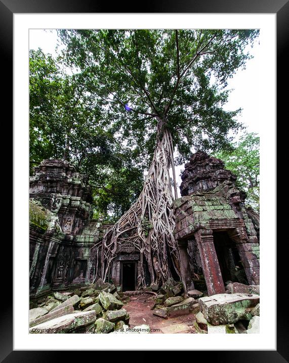 Massive Tree at Angkor, Cambodia Framed Mounted Print by Ian Miller