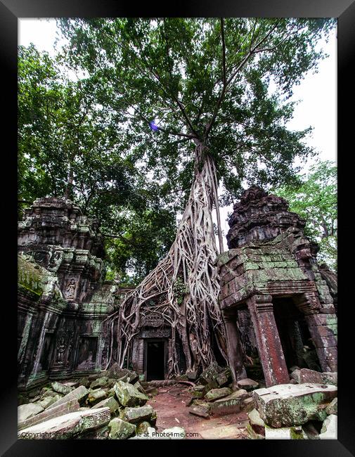 Massive Tree at Angkor, Cambodia Framed Print by Ian Miller