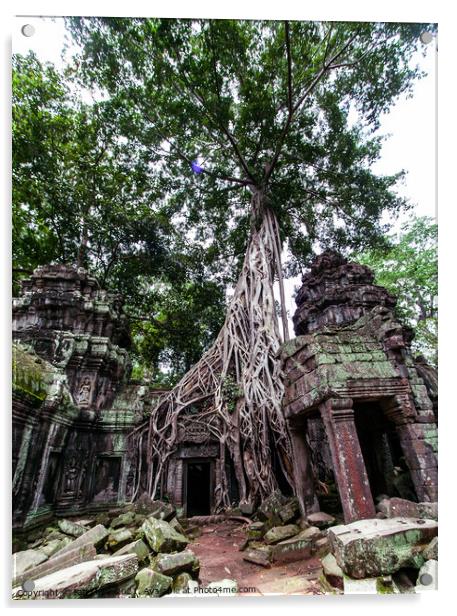 Massive Tree at Angkor, Cambodia Acrylic by Ian Miller