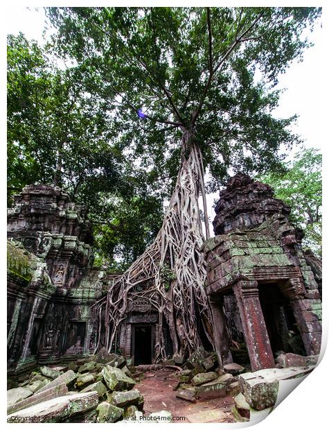 Massive Tree at Angkor, Cambodia Print by Ian Miller