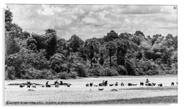 Sky cloud and Rice Farmers, Cambodia Acrylic by Ian Miller