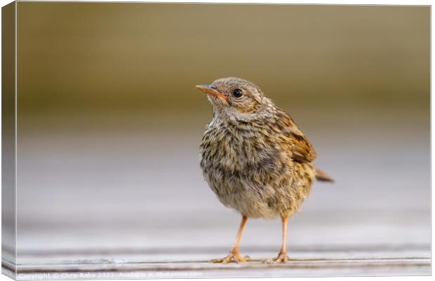 Dunnock juvenile perched on garden decking, Canvas Print by Chris Rabe
