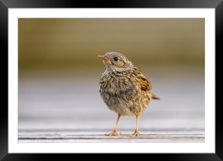 Dunnock juvenile perched on garden decking, Framed Mounted Print by Chris Rabe